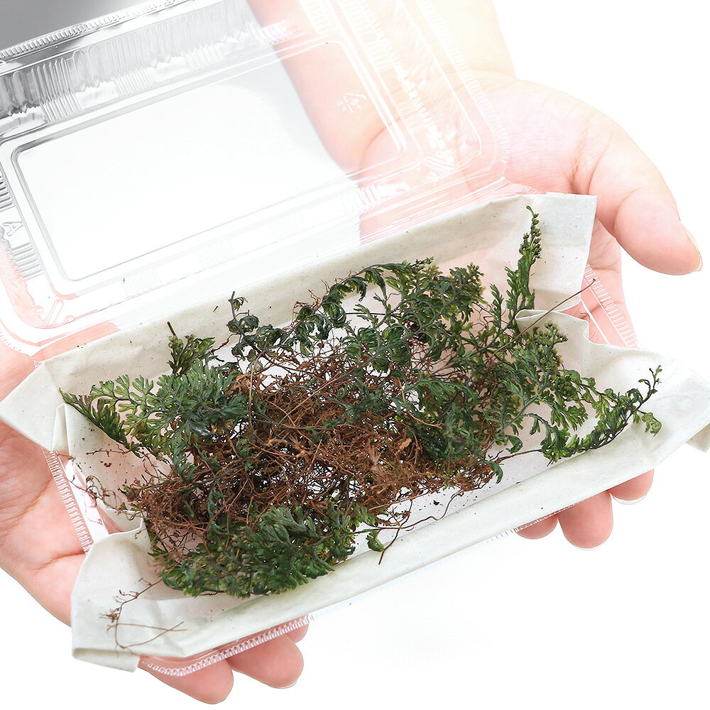 �ʥƥ�ꥦ��˥ۥ��Х������Υ֡�̵�����ˡ�1�ѥå��ˡ��̳�ƻ���彣�Ҷ������ݲ�