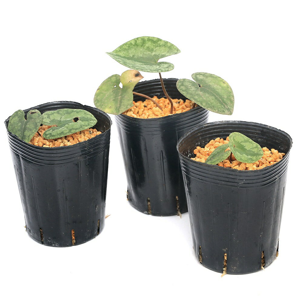 �ʻ�����˥��󥢥����ʴ����˥���襦�������ʻ��۰���3���1�ݥåȡ�