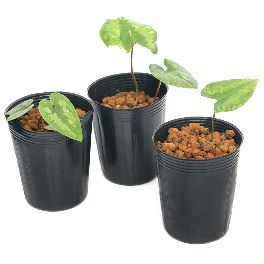 �ʻ�����˥��󥢥����ʴ����˥ȥ��Υ��������ں�Ƿ����3���1�ݥåȡ�