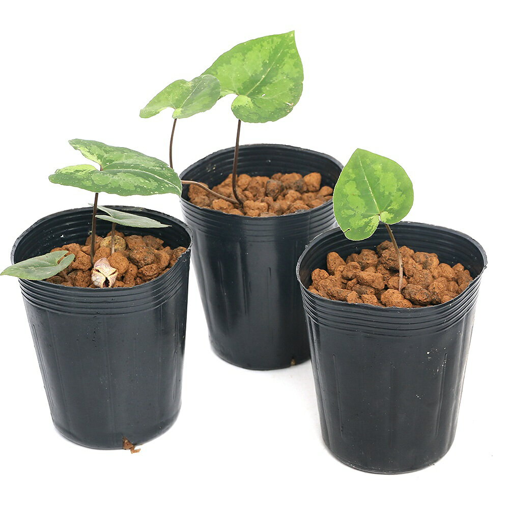 �ʻ�����˥��󥢥����ʴ����˥ĥ����ꥫ�󥢥������ڷ�������3���1�ݥåȡ�