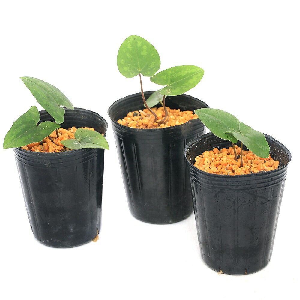 �ʻ�����˥��󥢥����ʴ����˥ߥ����ȥ��󥢥����ʻ���Τ������3���1�ݥåȡ�