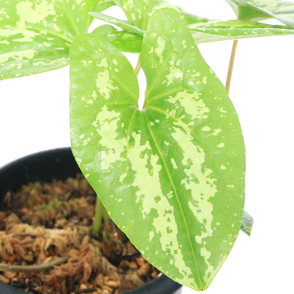 �ʻ�����˥��󥢥����ʴ����˥��磻�Х��󥢥����ʻ����մ����ˡ�1�ݥåȡ�