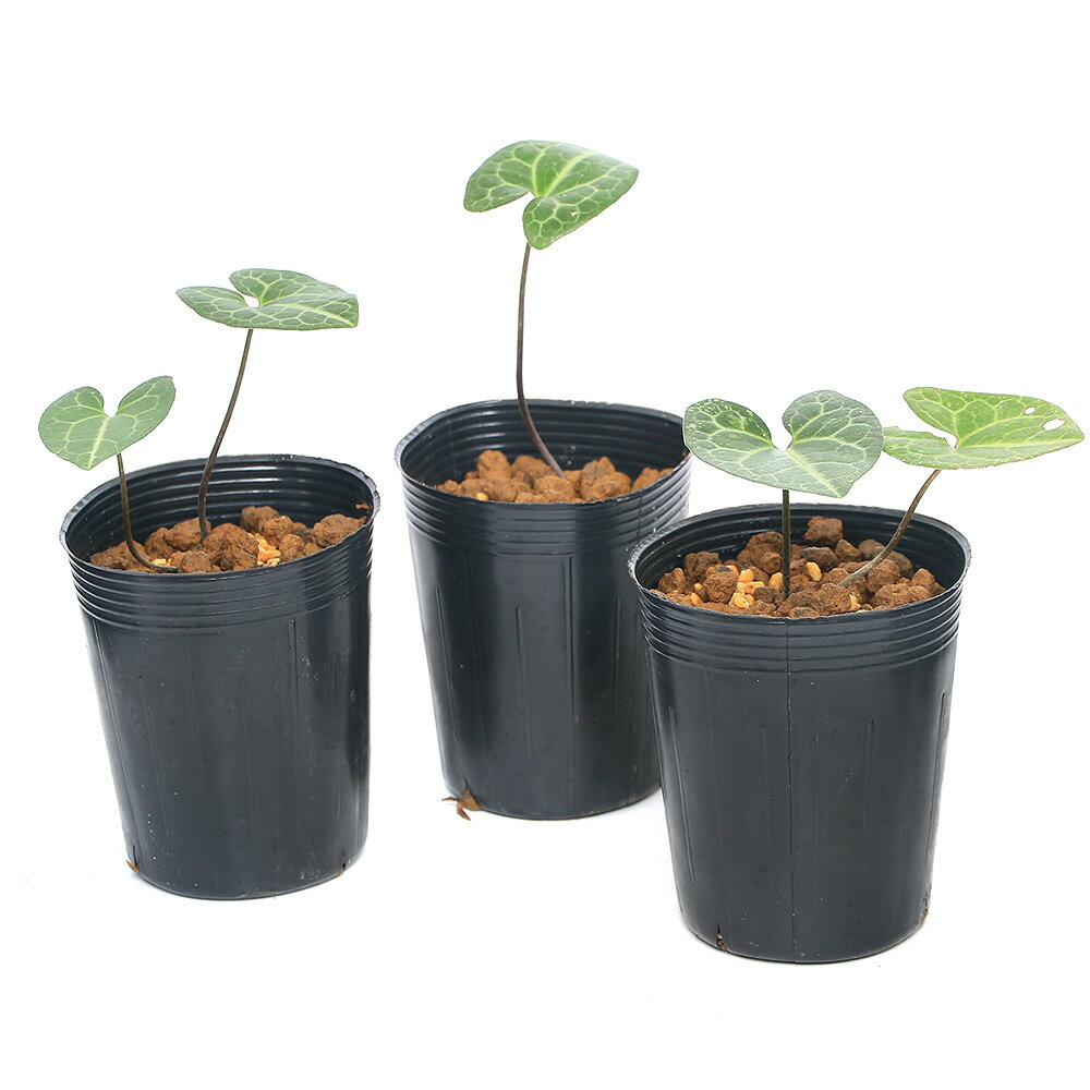 �ʻ�����˥��󥢥����ʴ����˥��襦�����������հ���3���1�ݥåȡ�