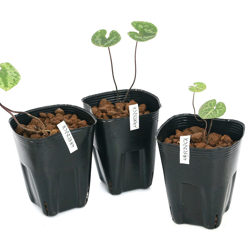 �ʻ�����˥��󥢥����ʴ����˥��������󥢥�����Ʀ�괨���ˡ�1�ݥåȡ�