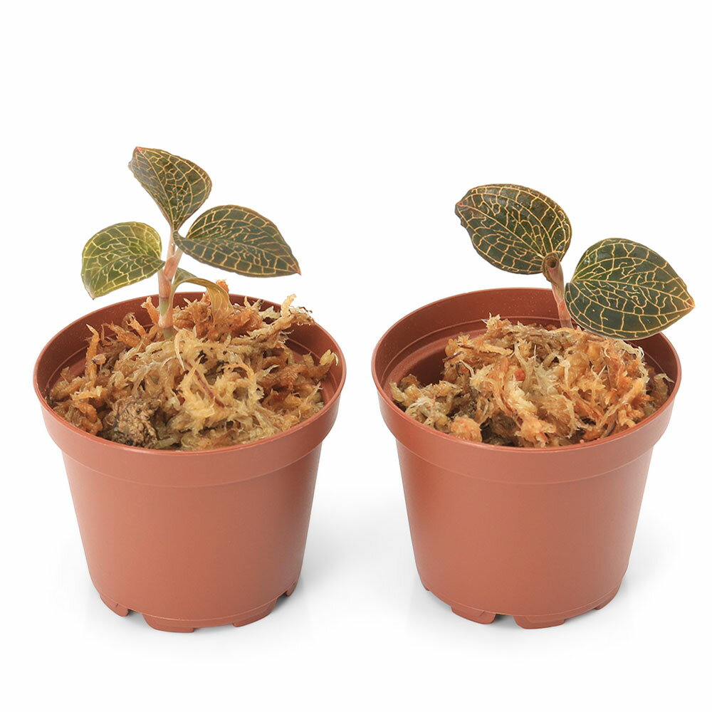 �ʥƥ�ꥦ��˥��ͥ��ȥ��륹���������Х�����Hong��Sia��1�ݥåȡˡ��̳�ƻ���彣�Ҷ������ݲ�