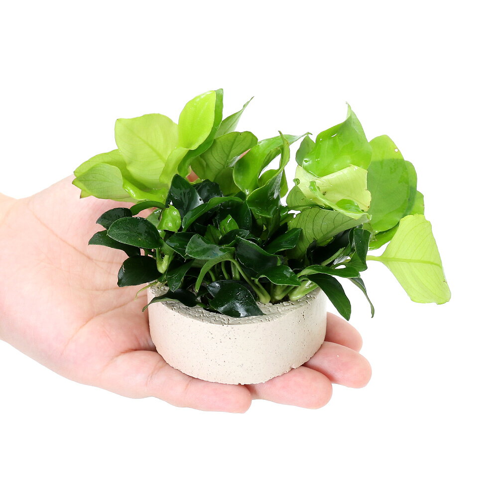 charm 楽天市場店の（水草）ハニカムシェルター　寄せ植えミックス　Ver．ナナゴールデン＆ナナプチ（水上葉）（1個）｜アングル2