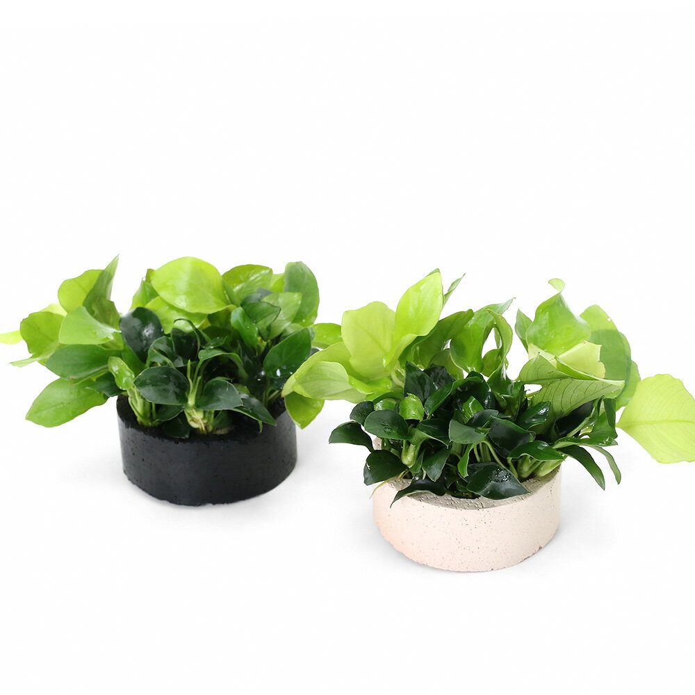 �ʿ���˥ϥ˥��ॷ���륿�����󤻿����ߥå�����Ver���ʥʥ�����ǥ���ʥʥץ��ʿ���աˡ�1�ġ�