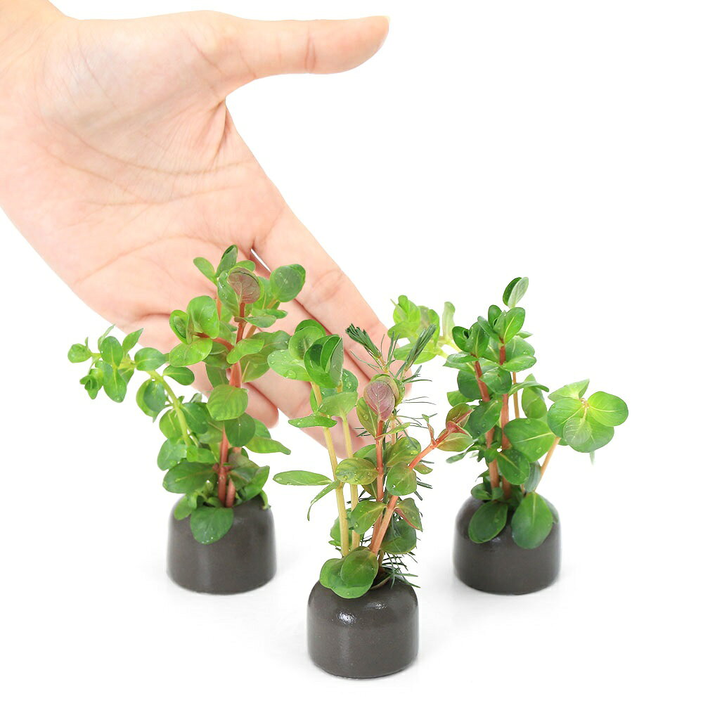 charm 楽天市場店の（水草）ゼオライトリング（グレー）ロタラミックス（水上葉）（無農薬）（3個）｜アングル3