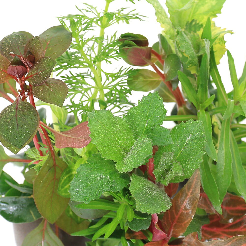 charm 楽天市場店の（水草）ゼオライトリング（グレー）寄せ植えミックス　Ver．クリスマスカラー（水上葉）（3個）｜アングル2