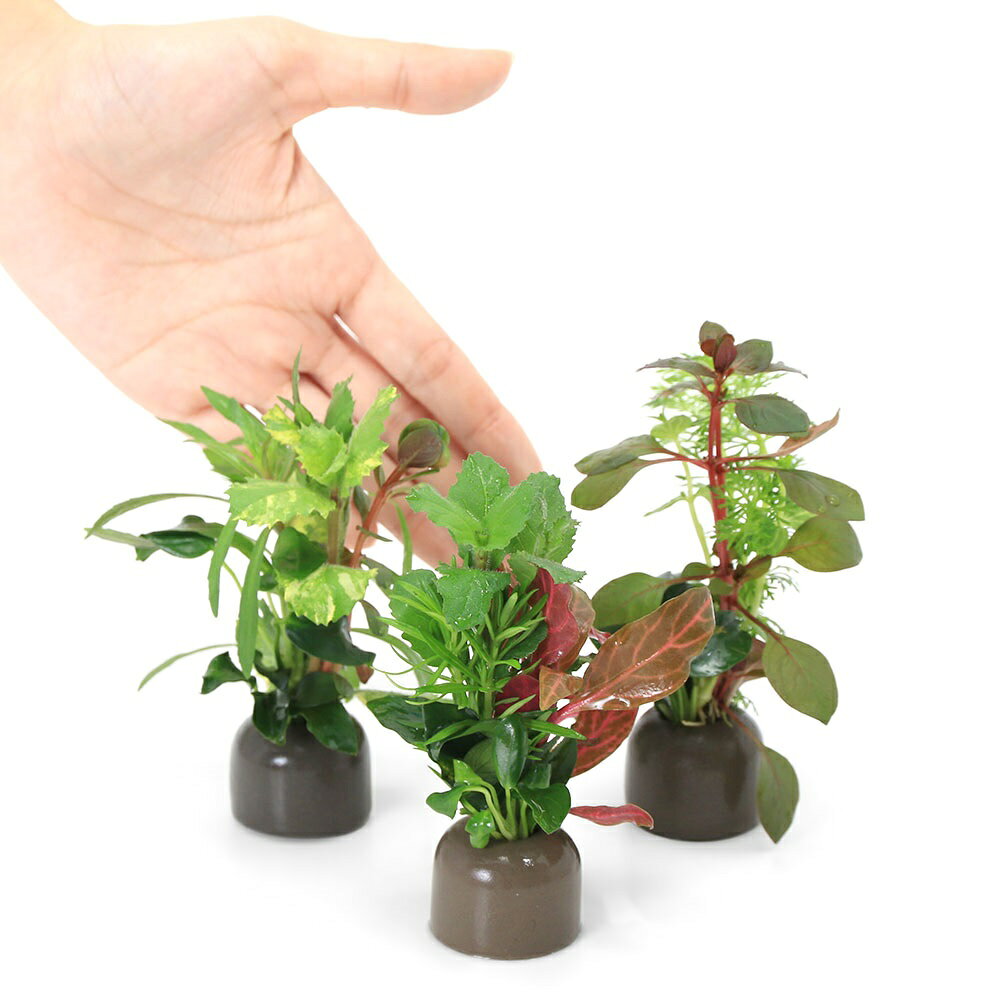 charm 楽天市場店の（水草）ゼオライトリング（グレー）寄せ植えミックス　Ver．クリスマスカラー（水上葉）（3個）｜アングル3