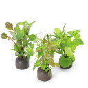 (水草)ゼオライトリング(グレー)寄せ植えミックス(水上葉)(無農薬)(5個)