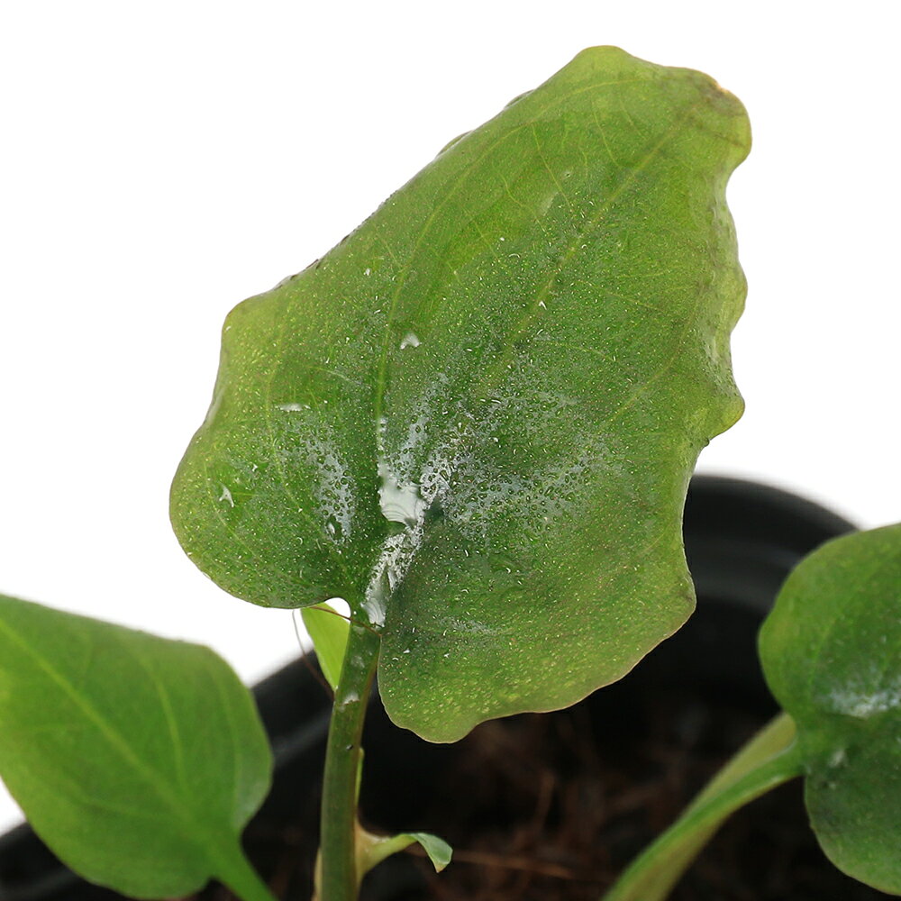 （水草）クリプトコリネ　コルダータ　Kahang　Johor（水上葉）（1株）