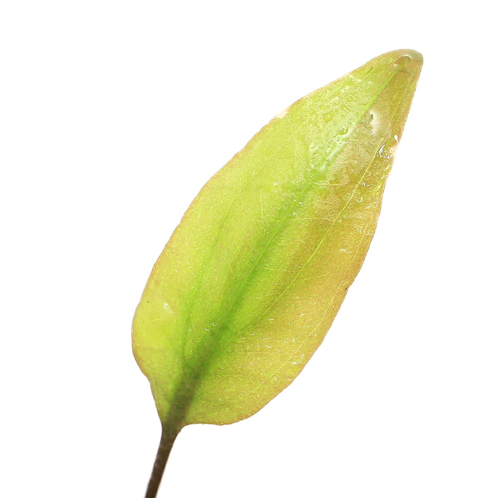 （水草）クリプトコリネsp．Bandar　Lampung　Sumatera（水上葉）（1ポット）