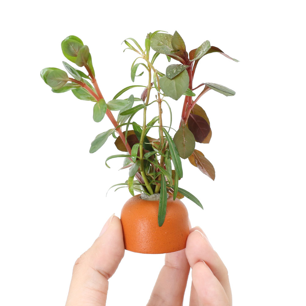 �ʿ���˥����饤�ȥ�󥰡ʥ���󥸡ˤ��ޤ������եߥå����ʿ���աˡ�̵�����ˡ�1�ġ�