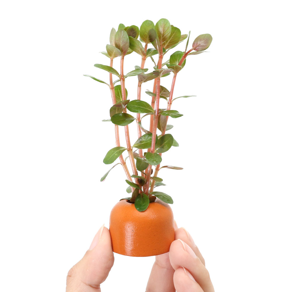 �ʿ���˥����饤�ȥ�󥰡ʥ���󥸡ˤ��ޤ����ַϿ���1��ʿ���աˡ�̵�����ˡ�1�ġ�