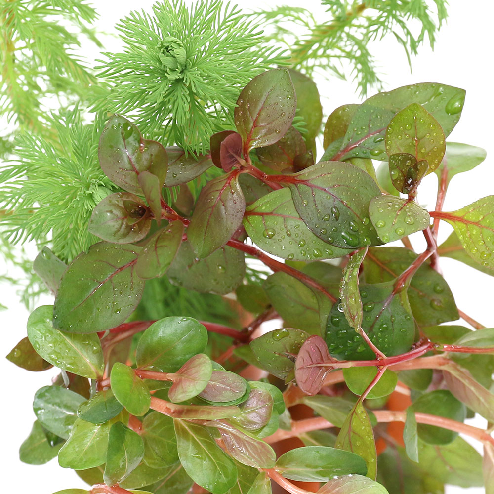 （水草）ゼオライトリング（オレンジ）おまかせ赤系水草　3種（水上葉）（無農薬）...