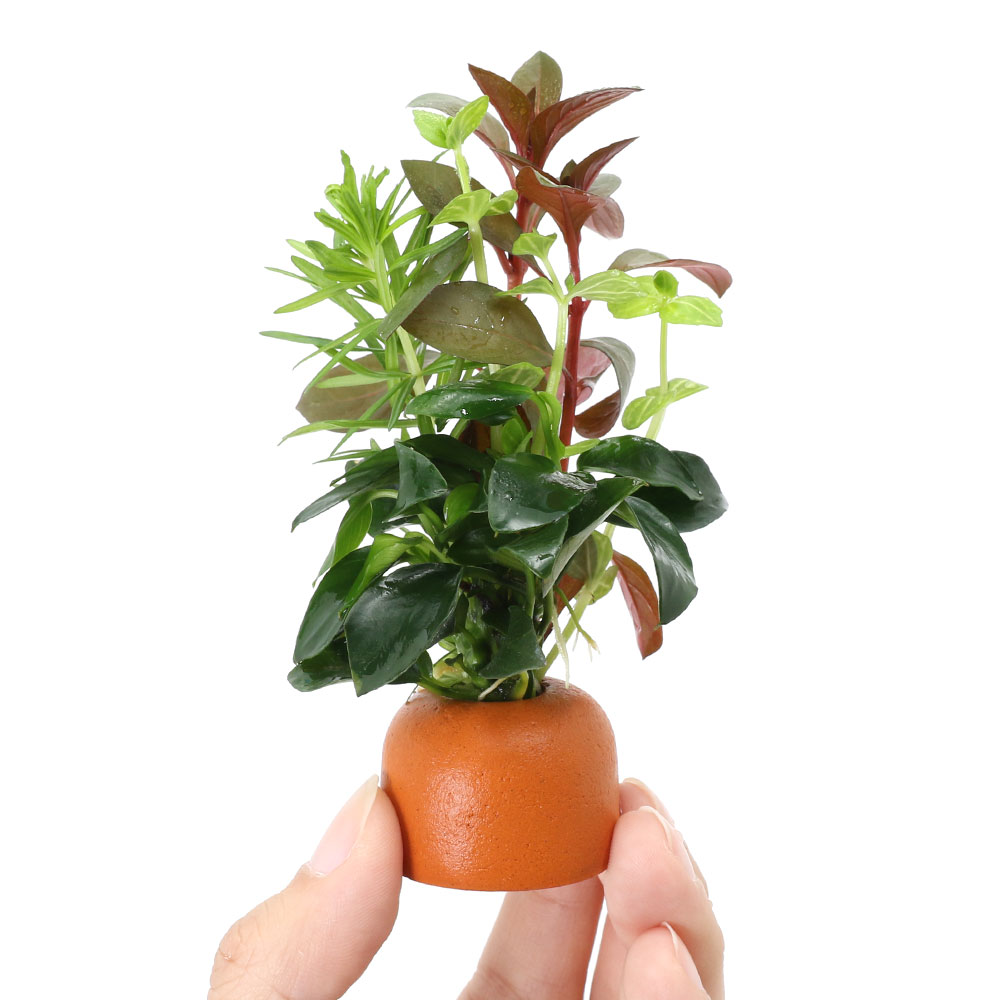 charm 楽天市場店の（水草）ゼオライトリング（オレンジ）寄せ植えミックス　Ver．クリスマスカラー（水上葉）（3個）｜アングル3