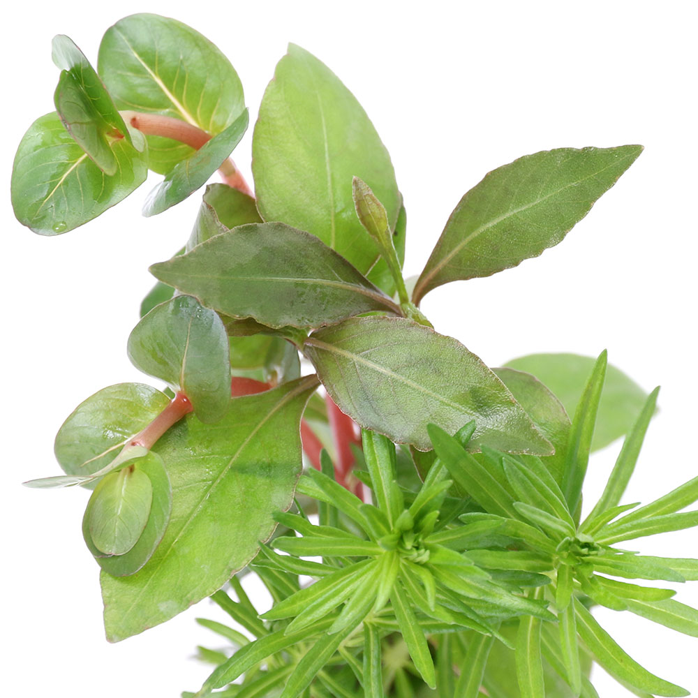 charm 楽天市場店の（水草）ゼオライトリング（オレンジ）寄せ植えミックス（水上葉）（無農薬）（5個）｜アングル2