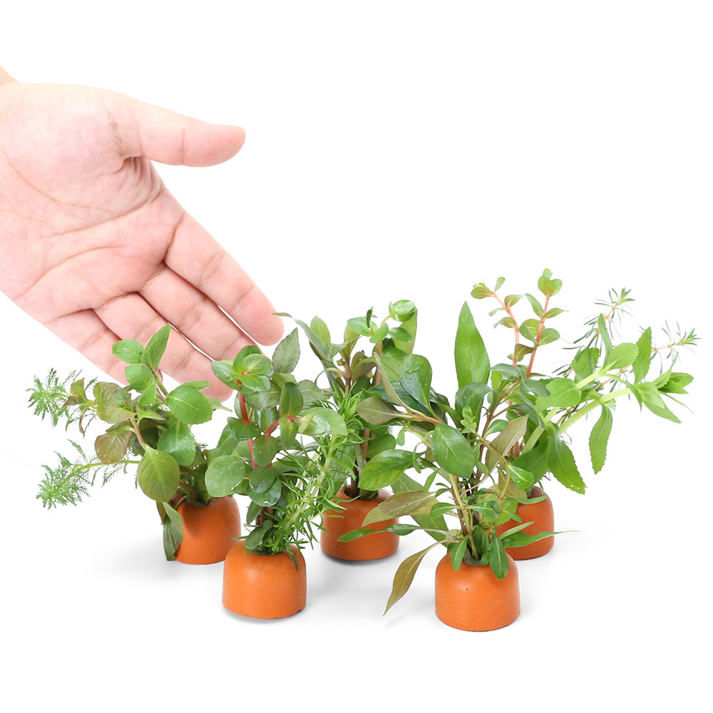 charm 楽天市場店の（水草）ゼオライトリング（オレンジ）寄せ植えミックス（水上葉）（無農薬）（5個）｜アングル3