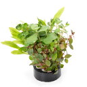 (水草)ハニカムシェルター 寄せ植えミックス Ver.エキノドルス&有茎草(水上葉)(無農薬)(1個)