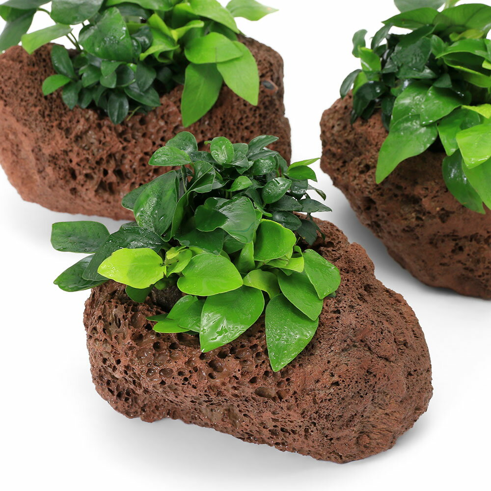 （水草）溶岩石鉢　おまかせアヌビアス3種寄せ植え（水上葉）（1個）