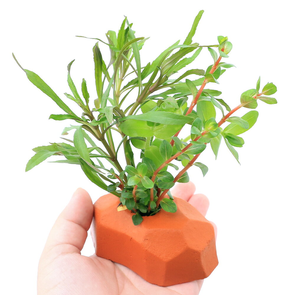 charm 楽天市場店の（水草）置くだけ簡単レイアウト　ゼオライト寄せ植え（オレンジ）セット（水上葉）（無農薬）（1セット）｜アングル2