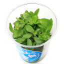 (水草)イキイキカップ入り水草 新緑 ~SINNRYOKU~ 4種(無農薬)(水上葉)(1カップ)(水草説明書付)