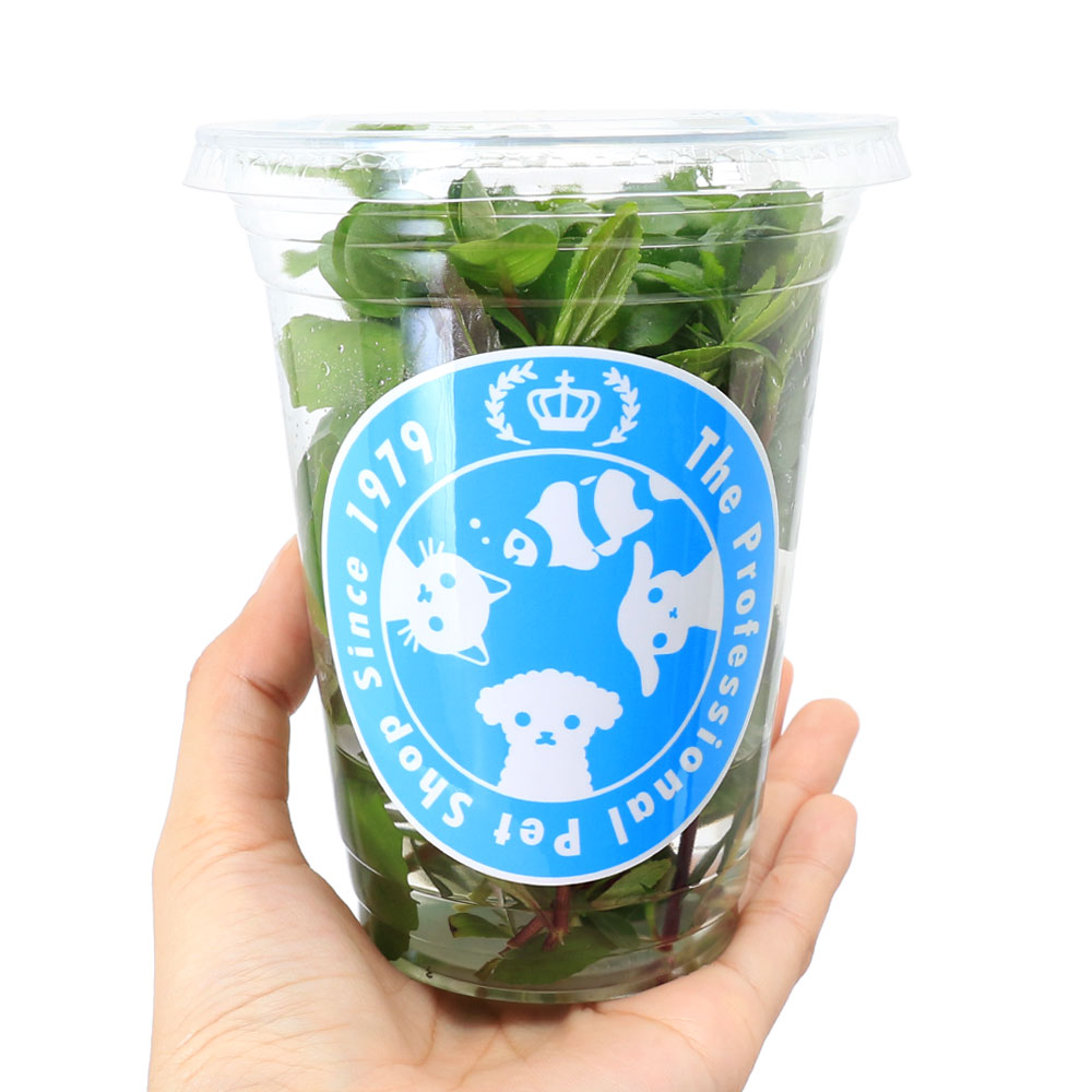 （水草）イキイキカップ入り水草　おまかせ有茎草ミックス　〜MIXPLANTS〜　4種（...
