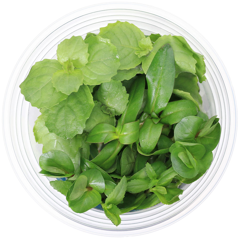 （水草）イキイキカップ入り水草　おまかせ有茎草ミックス　〜MIXPLANTS〜　4種（...