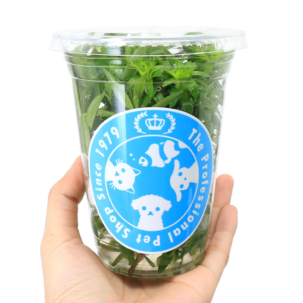 charm 楽天市場店の（水草）イキイキカップ入り水草　珍水草　〜RAREPLANTS〜　4種（無農薬）（水上葉）（1カップ）（水草説明書付）｜アングル2