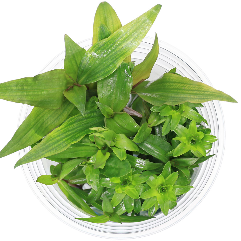 charm 楽天市場店の（水草）イキイキカップ入り水草　珍水草　〜RAREPLANTS〜　4種（無農薬）（水上葉）（1カップ）（水草説明書付）｜アングル3