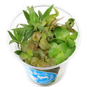 (水草)イキイキカップ入り水草ビオトープ向き水草~BIOTOPE~ 4種(無農薬)(水上葉)(1カップ)(説明書付)メダカ 隠れ家