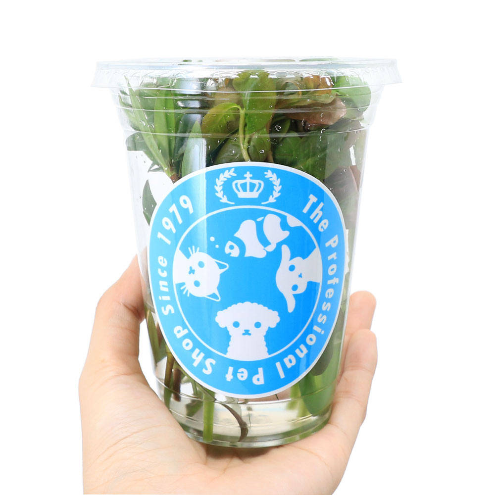 charm 楽天市場店の（水草）イキイキカップ入り水草ビオトープ向き水草〜BIOTOPE〜　4種（無農薬）（水上葉）（1カップ）（説明書付）メダカ　隠れ家｜アングル2
