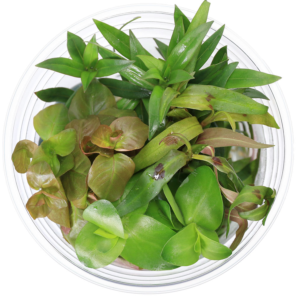 charm 楽天市場店の（水草）イキイキカップ入り水草ビオトープ向き水草〜BIOTOPE〜　4種（無農薬）（水上葉）（1カップ）（説明書付）メダカ　隠れ家｜アングル3