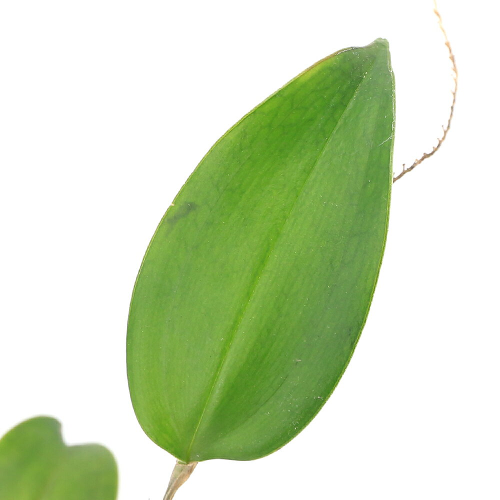 洋ラン　レパンテス　シズミー発送サイズ草丈:約10cm〜 ※着生部から葉の付け根まで ※発送時期により前後する場合がございます。 学名（※）Lepanthes　sijmii （※）…改良品種や学名が不明の種は流通名での記載の場合があります。 分類ラン科レパンテス属 どんな種類？ 育成難易度　→　★★★★☆ 栽培は空気中の乾燥に注意し、夏場は半日陰の涼しい場所で栽培を行います。 育成難易度は高めになります。 自生地である高山の雲霧林の環境にいかに近づけるかが重要になります。 特に高湿度、通気性、温度がポイントになり、温度15〜23℃、湿度約80％が目安になります。 テラリウム水槽や衣装ケースを用いて密閉することで高湿度を維持しやすくなります。 密閉容器で育成の場合は、1日1回〜2回程度の換気を行う事で通気性がある環境を再現しやすくなります。 夏季は栽培容器の温度上昇に注意し、ランの栽培において重要な昼夜の温度差を5℃程度つけることが必要です。 強い光は葉焼け等株が傷む原因になりやすく、直射日光等が当たらない環境で植物育成ライトを使用することをお勧め致します。 成長はゆっくりですが、株分けで増やす事が可能です。 管理方法日当りを好みますが、夏には風通しの良い場所で遮光します。 冬は乾燥気味に保ち、開花期を過ぎた頃から水やりを増やし、夏の生育期には十分与え、秋からは再び減らしていきます。 花を長く楽しむ為には、15〜20℃程度の低温の場所で管理しましょう。 注意※表記サイズは1株（1本）でのおおよその目安です。育成環境や、成長の度合いにより最大サイズは異なります。 ※画像はイメージです。ボリュームや葉の枚数、コルクの大きさはロットごとに異なりますのでご了承の上お買い求めください。 ※ボリュームや葉の枚数、大きさは株ごとに異なりますのでご了承の上お買い求めください。 ※葉のキズ、枯れ等があります。 … PF_SPQ　line2462terarium　_aqua　_gardening　_hachu　sfset　terrariumplants　all_plants　ガーデニング　原種　観葉植物　園芸　ビバリウム　アクアテラリウム　パルダリウム　花　苗　洋ランシリーズ　洋蘭　着生ラン　南米洋ラン　sausuamerikaorchid　Lepanthes sijmii　y23m11　2023kouki　20231129