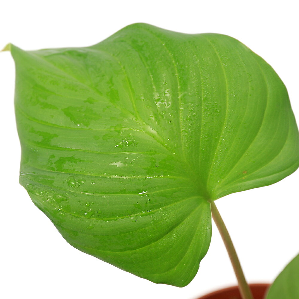 �ʥƥ�ꥦ��˰���ʪ���ۥޥ����cf�����ȥꥢ�ƥ������ڥƥ����顼����Kapuas��hulu��1�ݥåȡˡ��̳�ƻ���彣�Ҷ������ݲ�