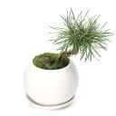 (盆栽)苔盆栽 ミカワクロマツ 陽火石付 マットボールS植え(1鉢)受皿付