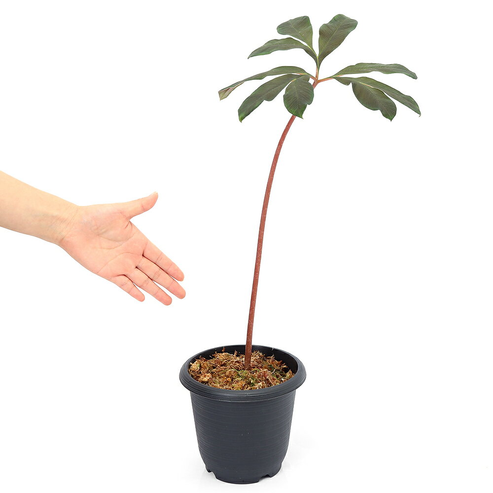 �ʥƥ�ꥦ��˥����ե��ե��륹�����ȥ��ӥ�ǥ������庬��1�ġˡ��̳�ƻ���彣�Ҷ������ݲ�