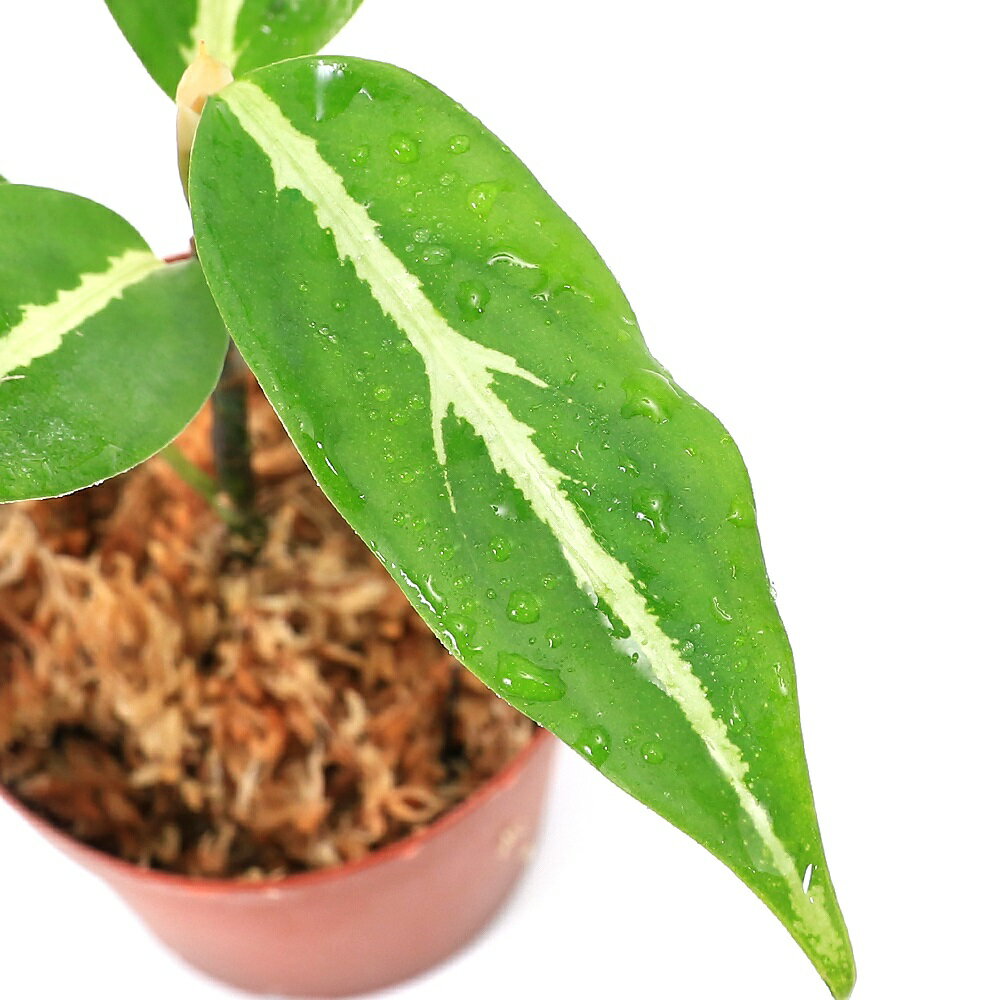 �ʥƥ�ꥦ��˥����饪�ͥޡ��ӥå������ࡡ��󥬻���1�ݥåȡˡ��̳�ƻ���彣�Ҷ������ݲ�