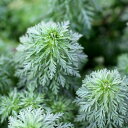 (水草)アンブリア(水上葉)(無農薬)(30本)