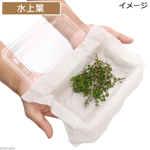 �ʿ���˥�����sp���磻�ʡ��ɡʿ���աˡ�̵�����ˡ�50�ܡ�