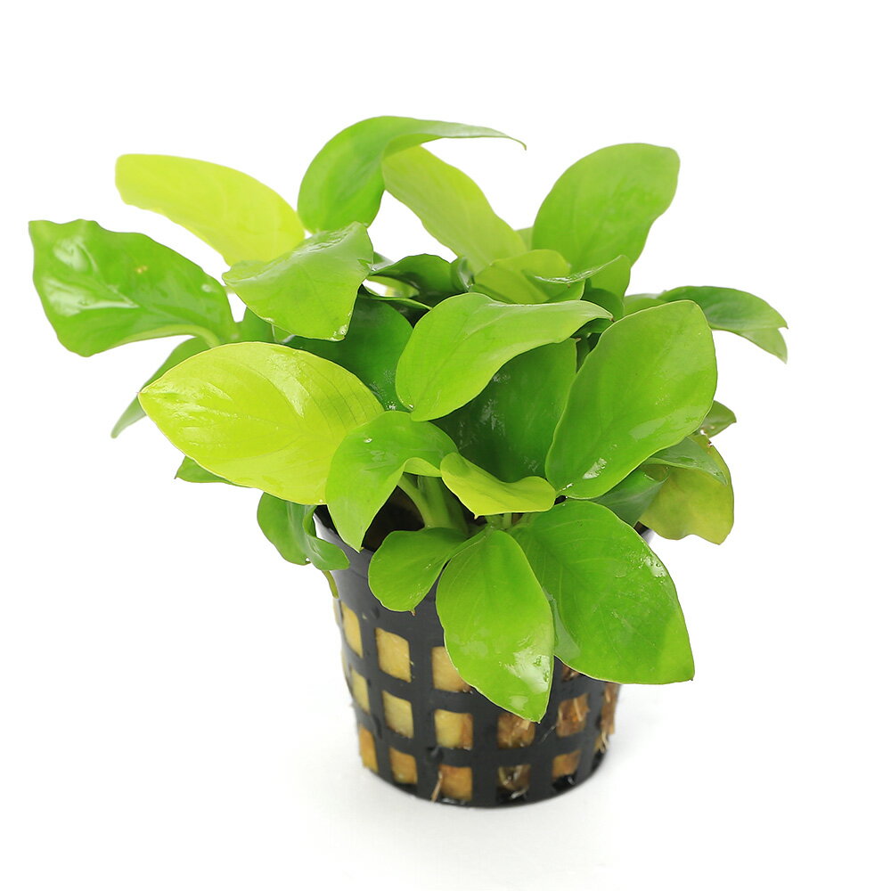 （水草）★★アヌビアスナナ　ゴールデン　ミニ★★（水上葉）（1ポット分）