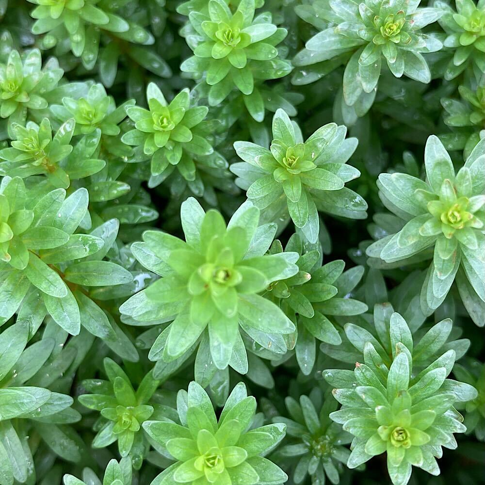 �ʿ���˥����顡�ץ��顡�����ءʿ���աˡ�̵�����ˡ�10�ܡ�