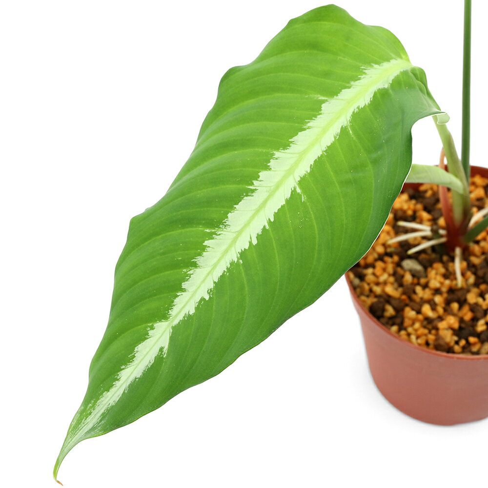 �ʥƥ�ꥦ��˰���ʪ���������ޥȥ����åƥ������ƥ�����顼����434131�ˡ�1�ݥåȡˡ��̳�ƻ���彣�Ҷ������ݲ�