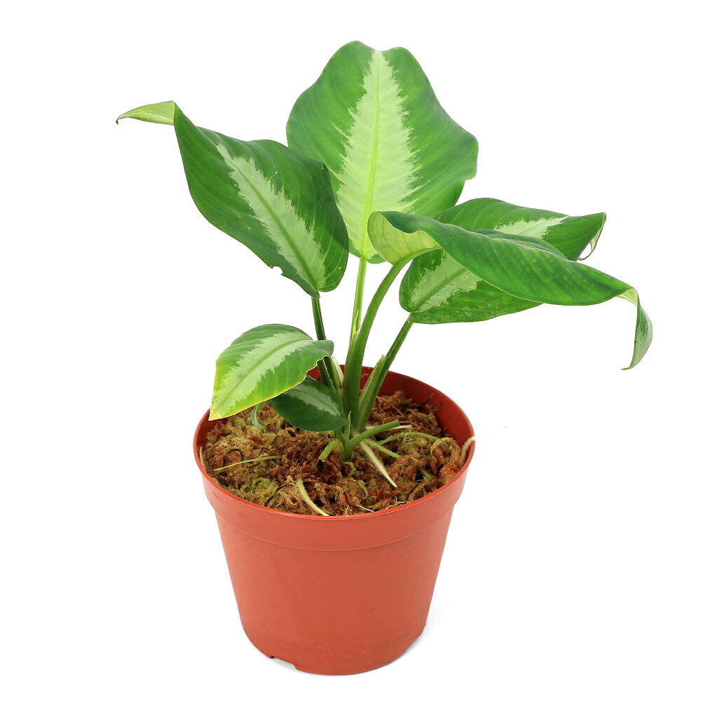 �ʥƥ�ꥦ��˰���ʪ���������ޥȥ����åƥ�������ȥ�䡼�ʡ�������2��434133�ˡ�1�ݥåȡˡ��̳�ƻ�Ҷ������ݲ�