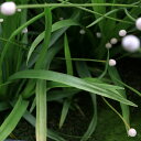 (水草)ホシクサsp.チャンタブリ産 タイプ1(水上葉)(無農薬)(1株)