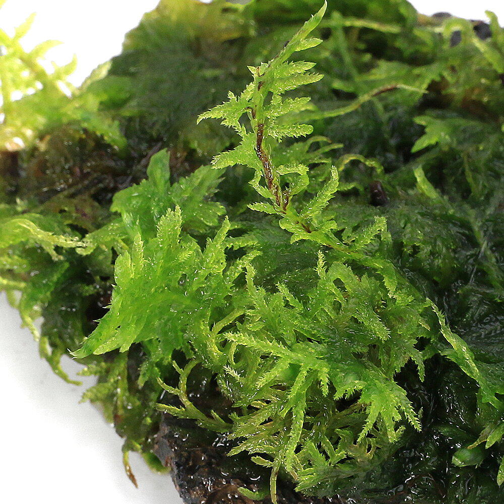 （観葉植物）テラリウム　苔　巻きたて　エダツヤゴケ付きスライス溶岩石　SSサイ...