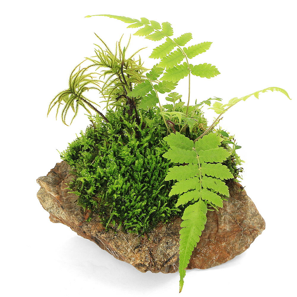 �ʥƥ�ꥦ��˴������ơ��ݤγڱࡡ�����С���1�ġ�