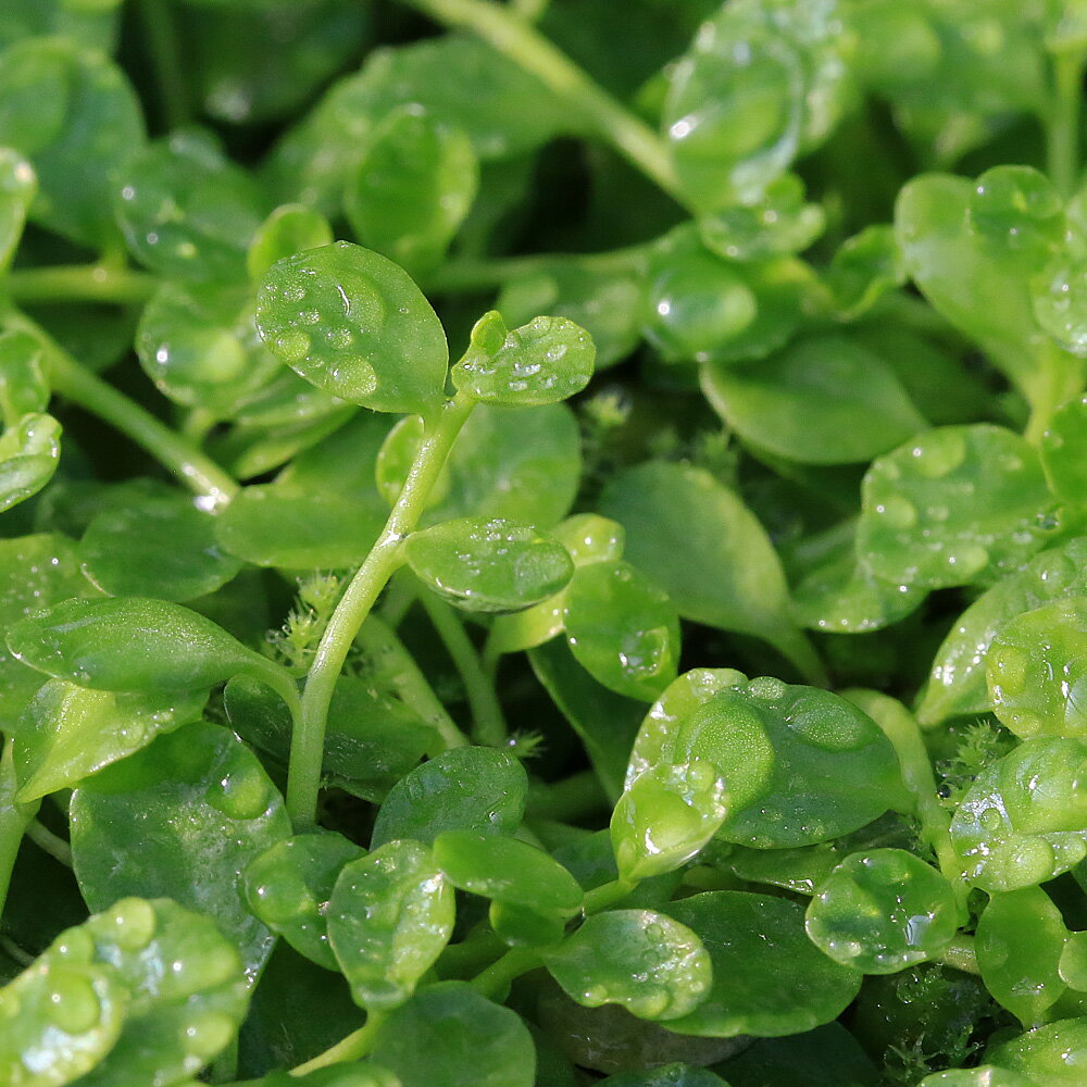 �ʿ���˥ޥ�Хϥ����ॷ���ʿ���աˡ�̵�����ˡ�5�ܡ�