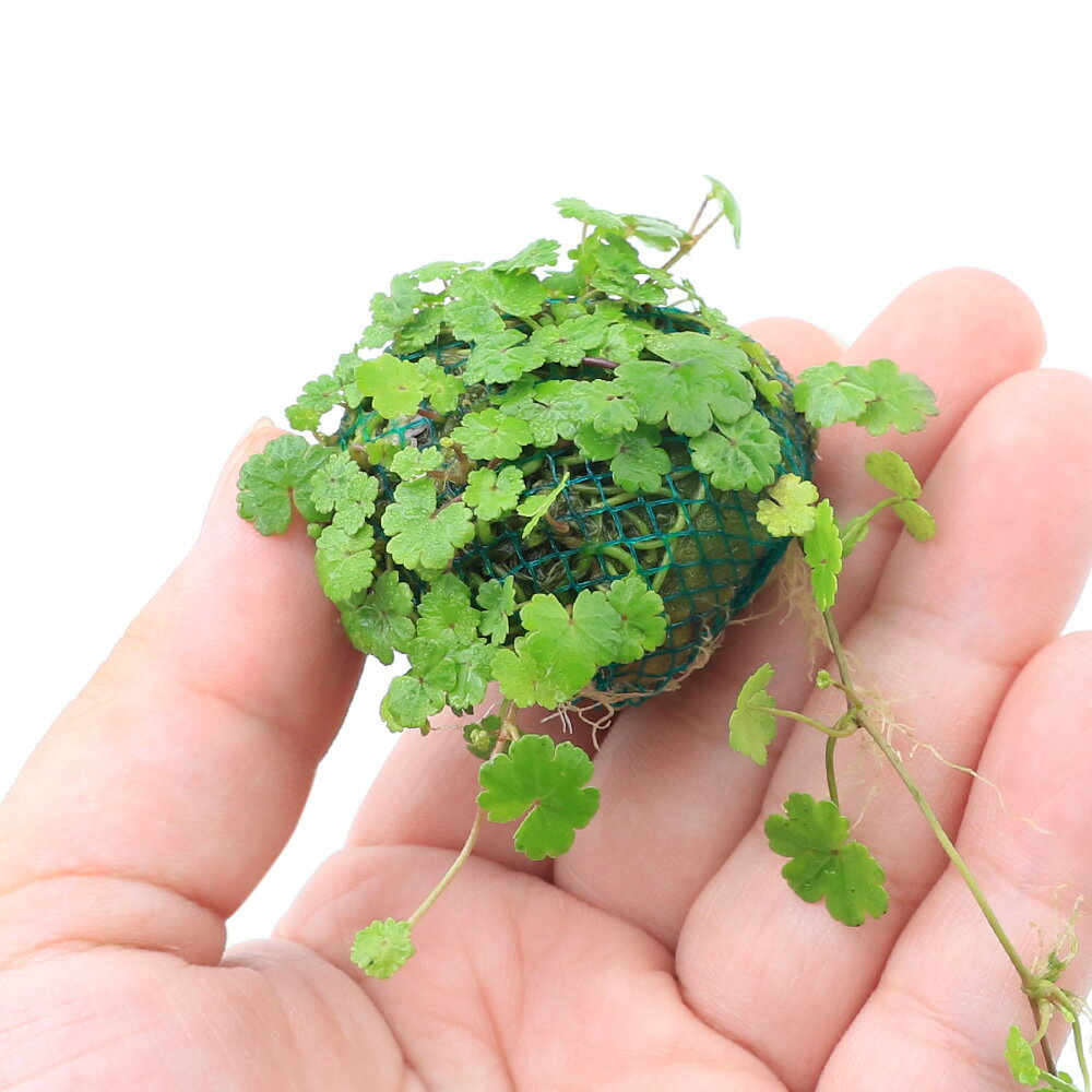 �ʿ���ˡ������ѡ����Υ��ɥ�ܡ���ʿ���աˡ�̵�����ˡ�3�ġ�